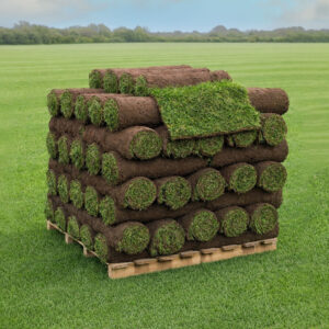 Fresh lawn turf supplied by TurfWorld