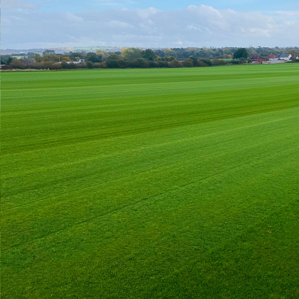 Signature Turf - Image 3